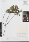 Foto von Salix repens L.